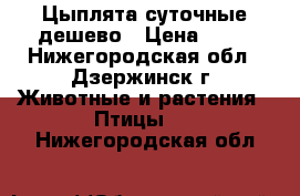 Цыплята суточные дешево › Цена ­ 60 - Нижегородская обл., Дзержинск г. Животные и растения » Птицы   . Нижегородская обл.